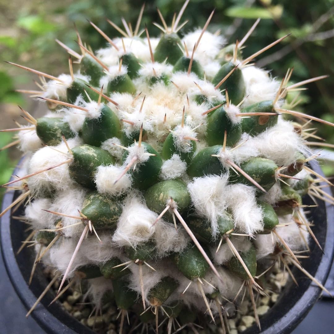 Amazon.co.jp: ブカレンシス 白綿多め マミラリア サボテン 良株美株